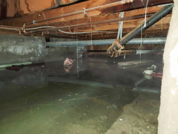 Best Mold removal after water damage  in Columbia, MS